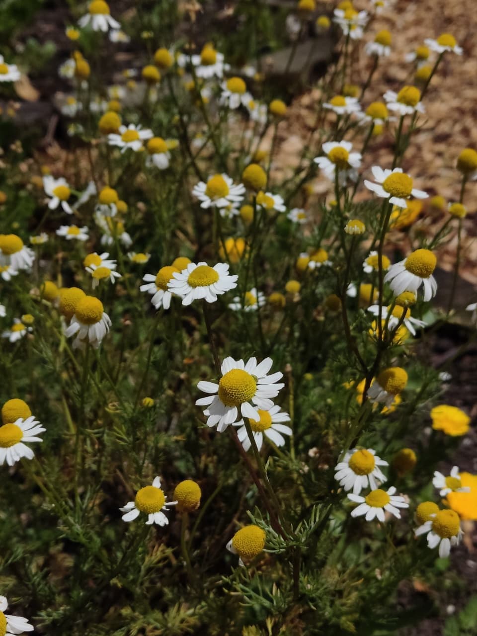 A field of small white daisies with yellow centers