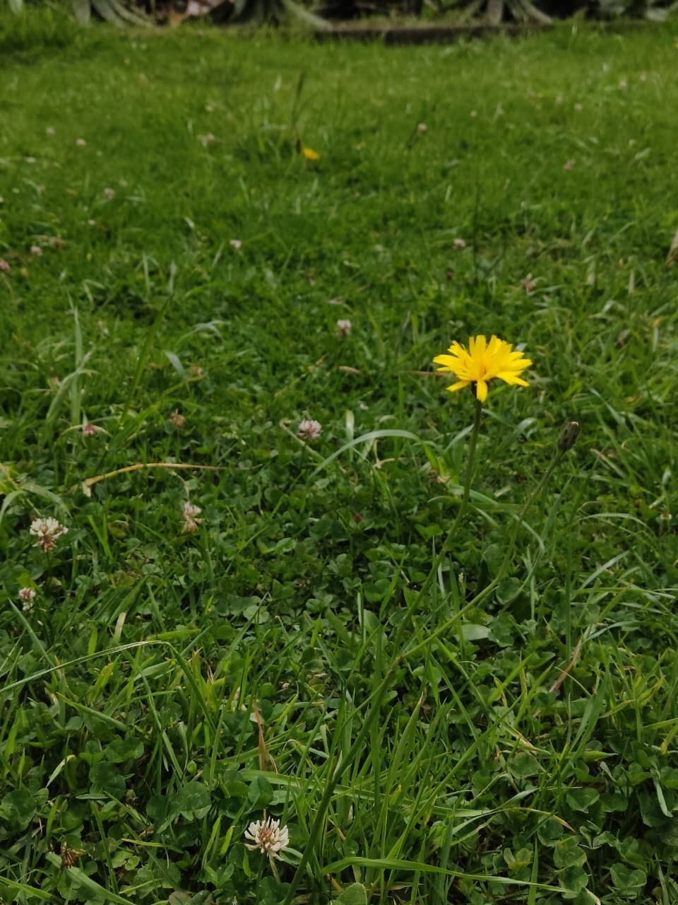 A single yellow flower standing out in green grass